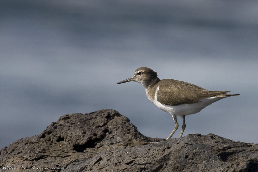 Chevalier guignette, identification