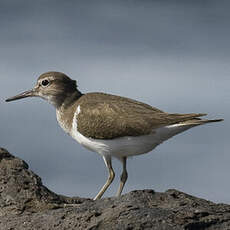 Common Sandpiper