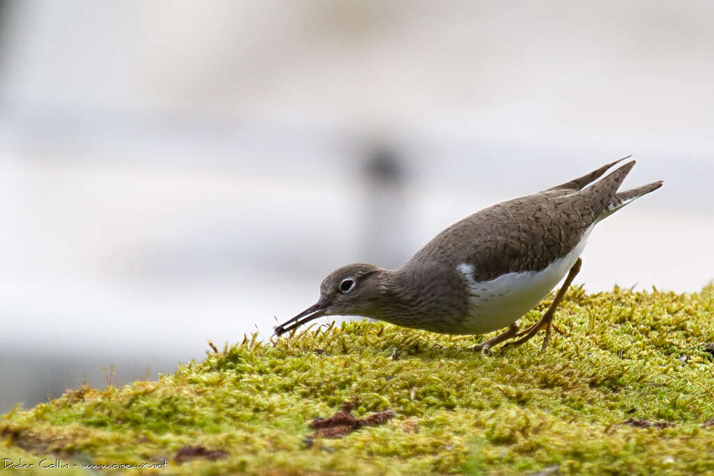 Common Sandpiperadult breeding, Behaviour