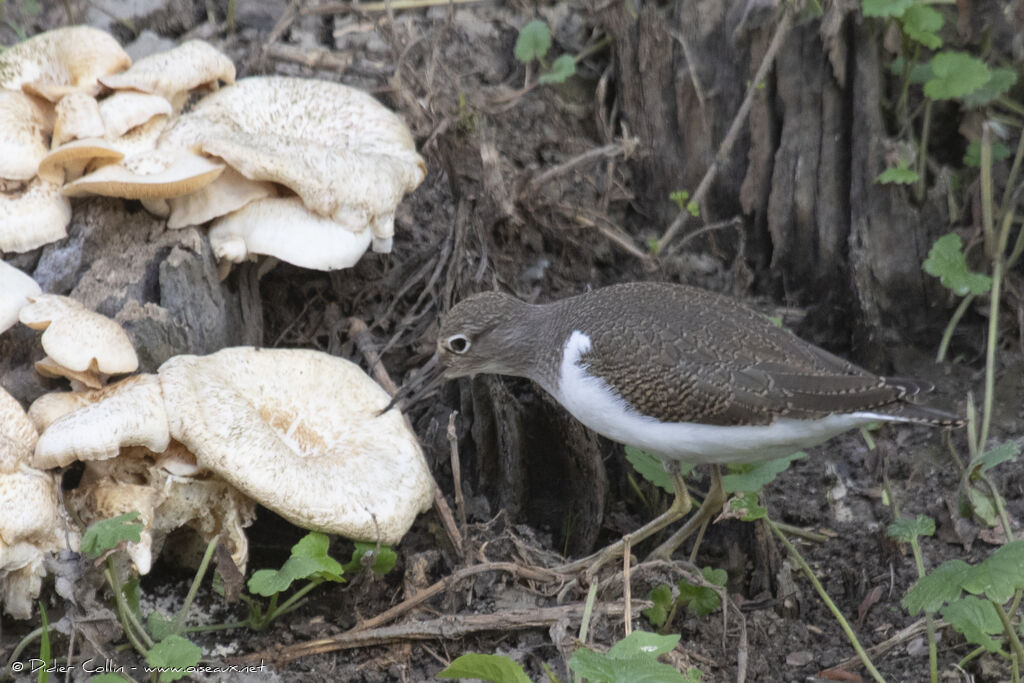 Common Sandpiperadult, feeding habits