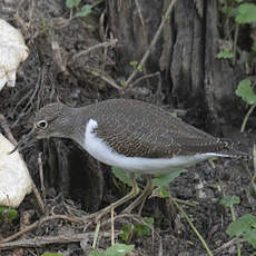 Common Sandpiper