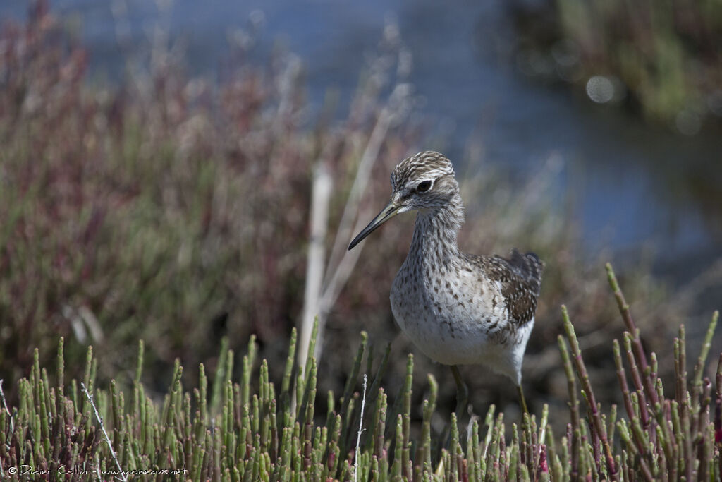 Wood Sandpiperadult