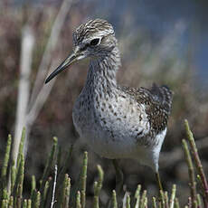 Wood Sandpiper