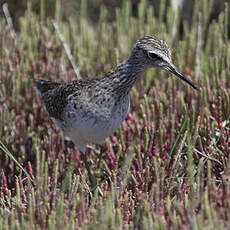 Wood Sandpiper