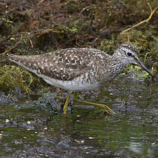 Wood Sandpiper