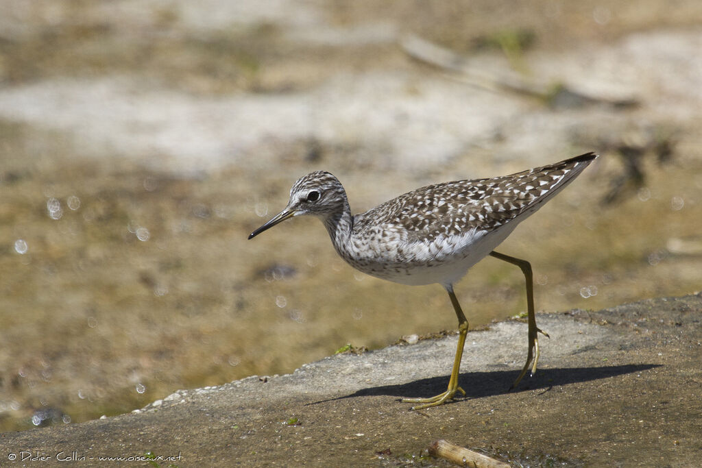 Chevalier sylvainadulte, identification