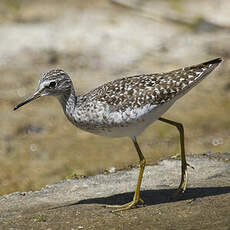 Wood Sandpiper