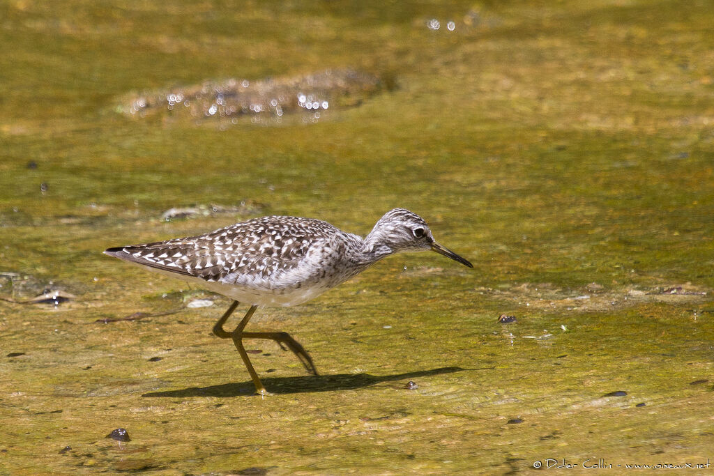 Chevalier sylvainadulte, identification