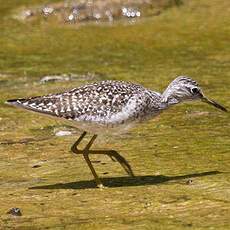 Wood Sandpiper