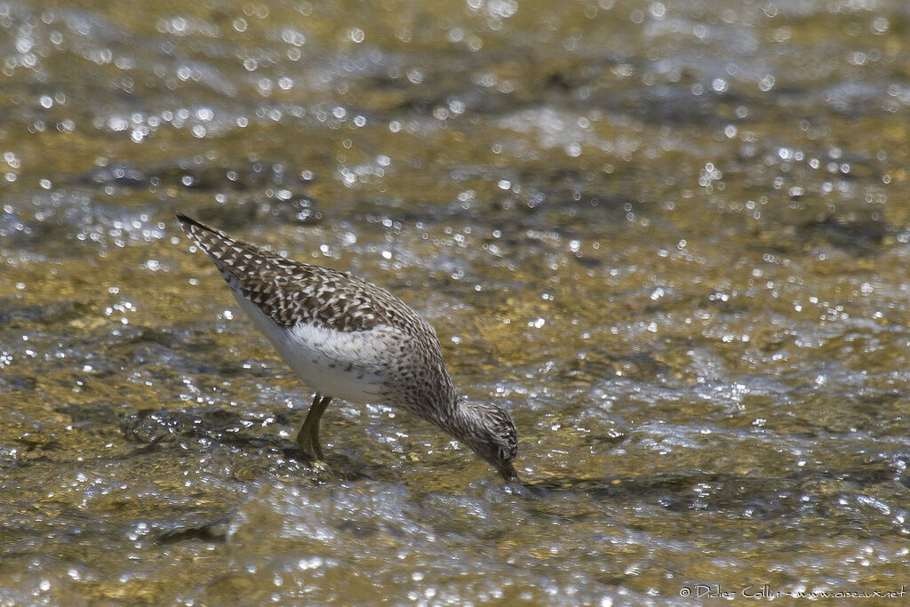 Wood Sandpiperadult