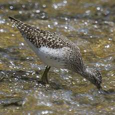 Wood Sandpiper