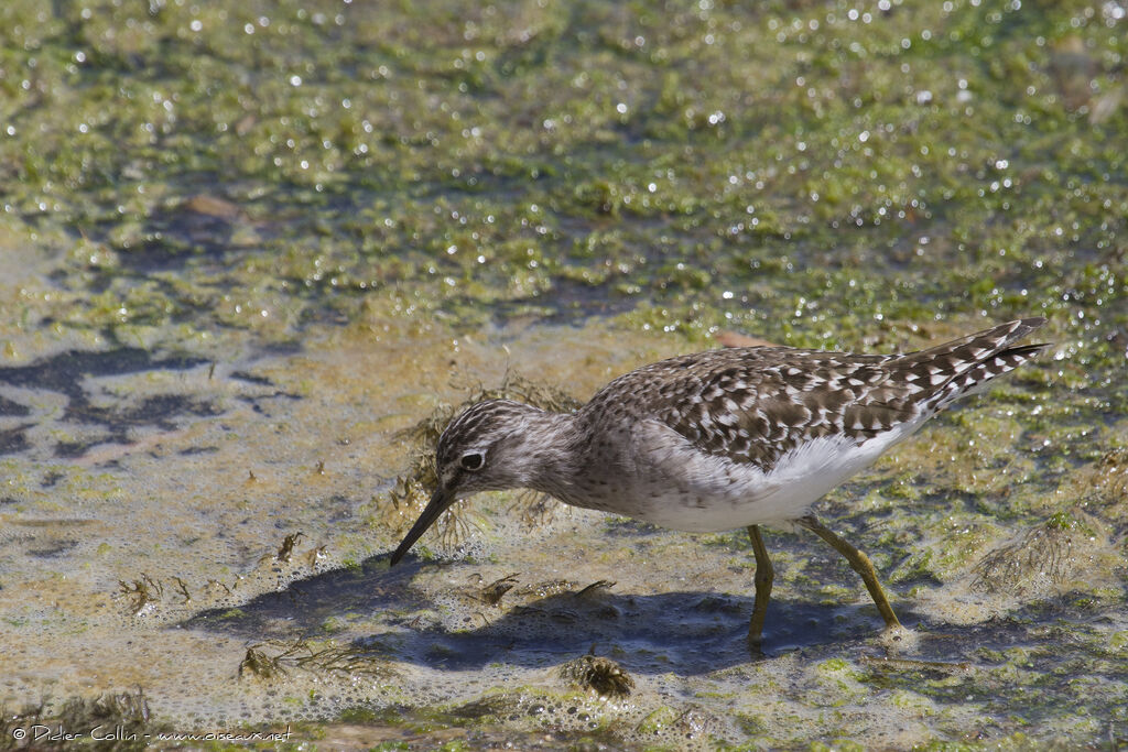 Wood Sandpiperadult, identification