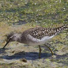 Wood Sandpiper