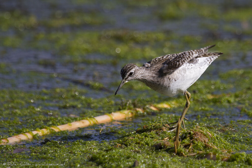 Wood Sandpiperadult, identification