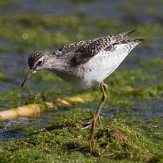 Wood Sandpiper