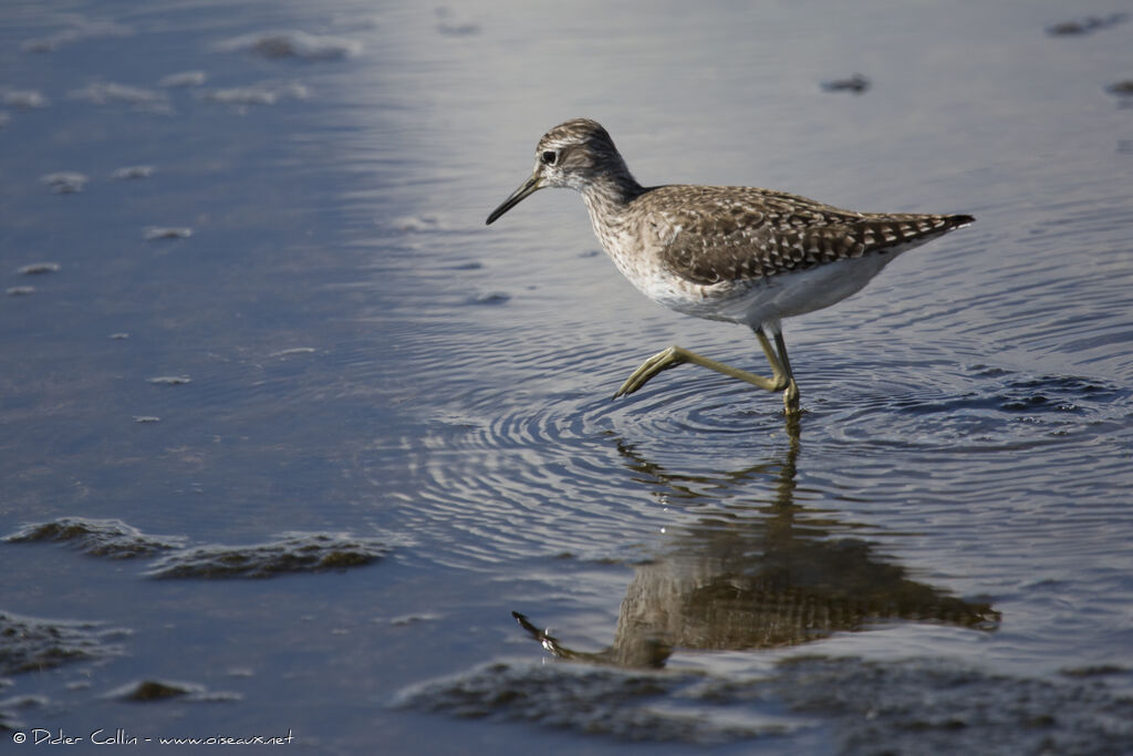 Wood Sandpiperadult