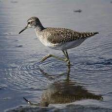 Wood Sandpiper