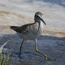 Wood Sandpiper