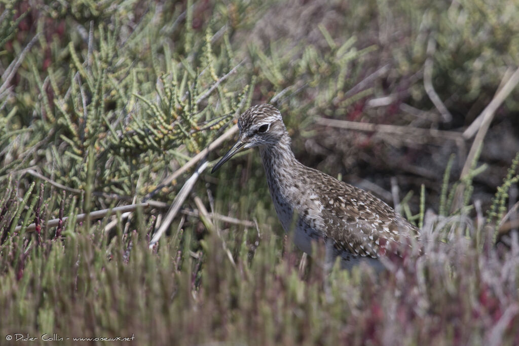 Wood Sandpiperadult