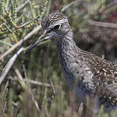 Wood Sandpiper