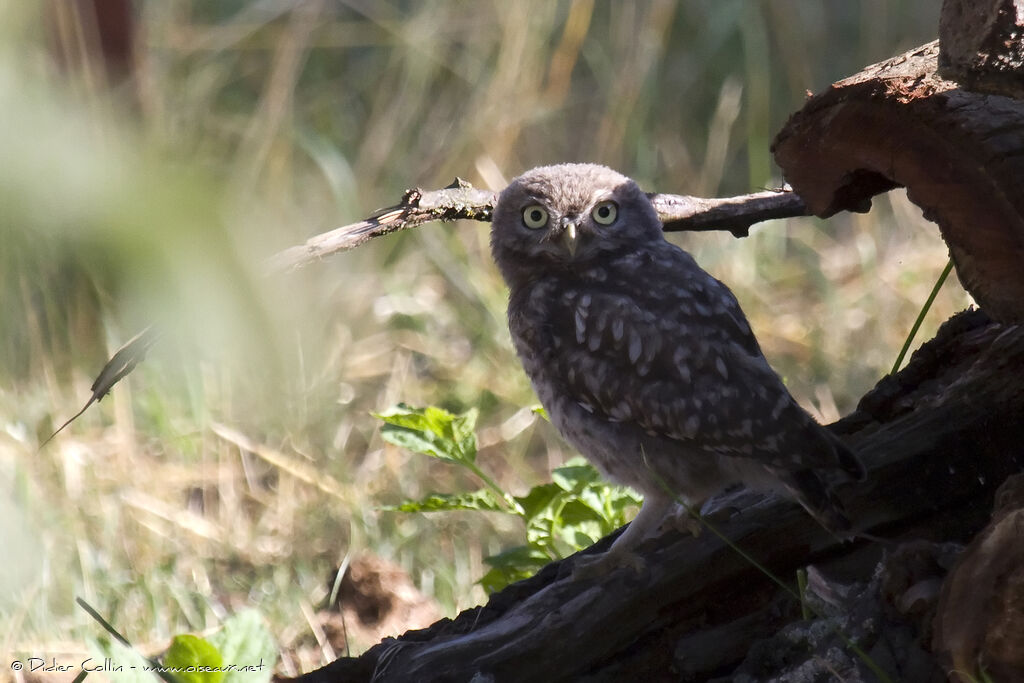 Little Owladult, identification