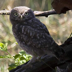 Little Owl