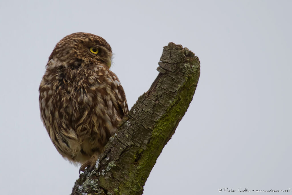 Chevêche d'Athénaadulte, identification