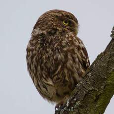 Little Owl