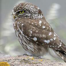 Little Owl