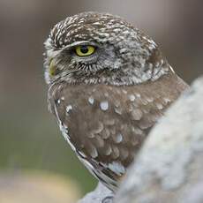 Little Owl