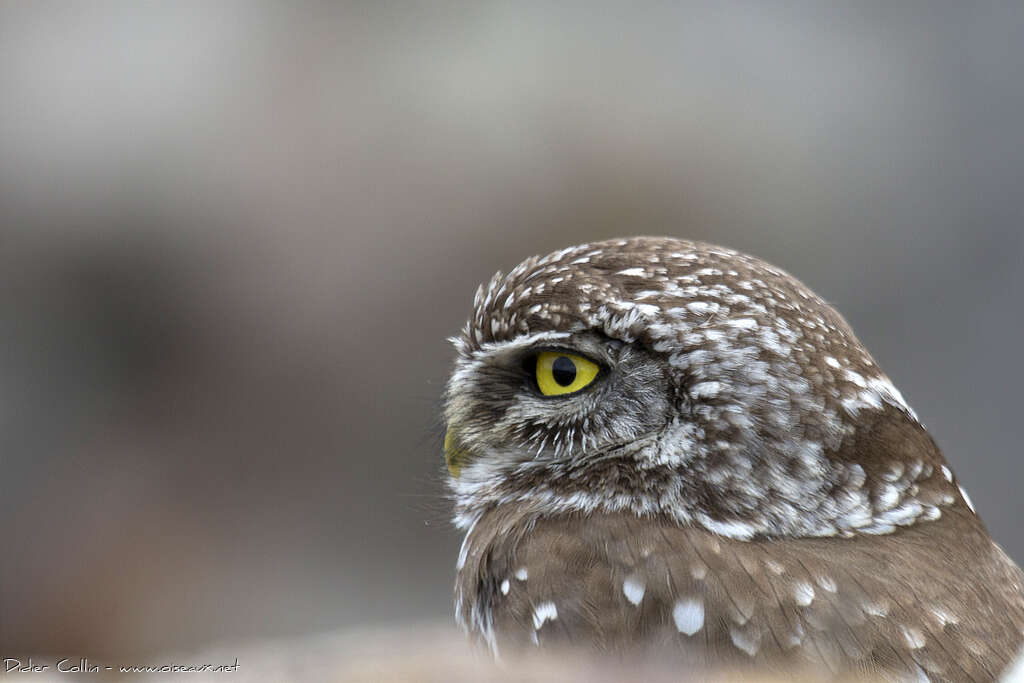 Little Owladult, close-up portrait