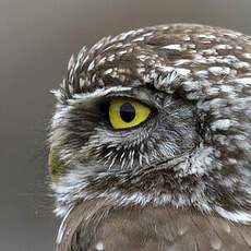 Little Owl