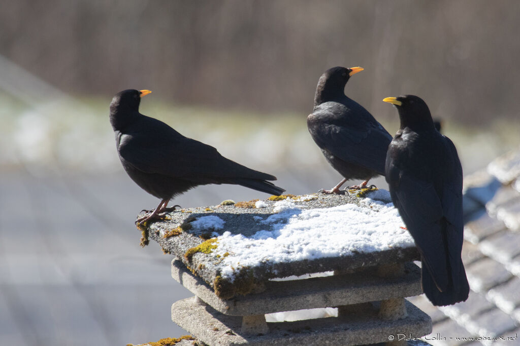 Alpine Chough