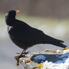 Alpine Chough