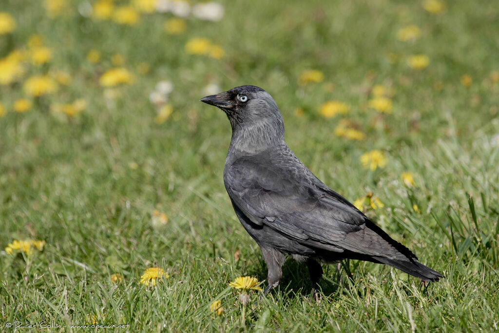 Western Jackdaw