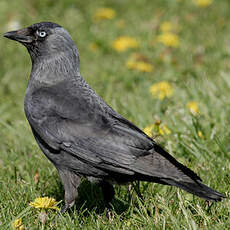 Western Jackdaw