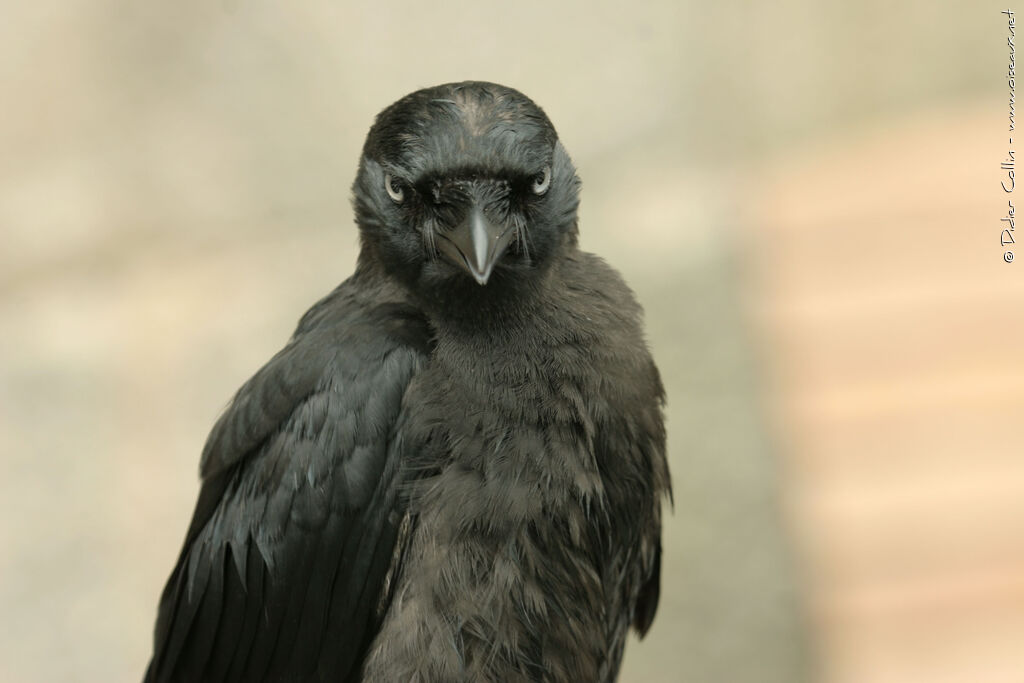 Western Jackdaw