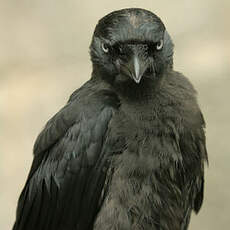 Western Jackdaw