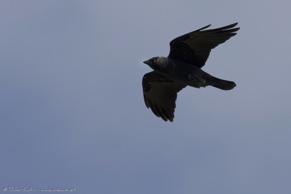 Western Jackdaw, Flight