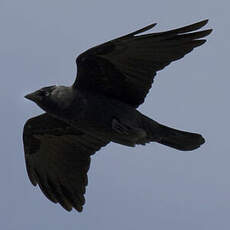 Western Jackdaw