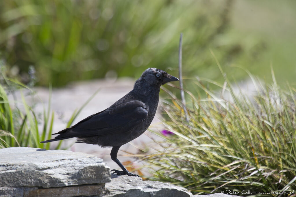 Western Jackdawadult, identification