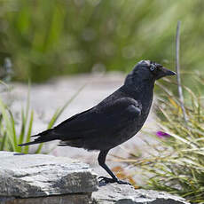 Western Jackdaw