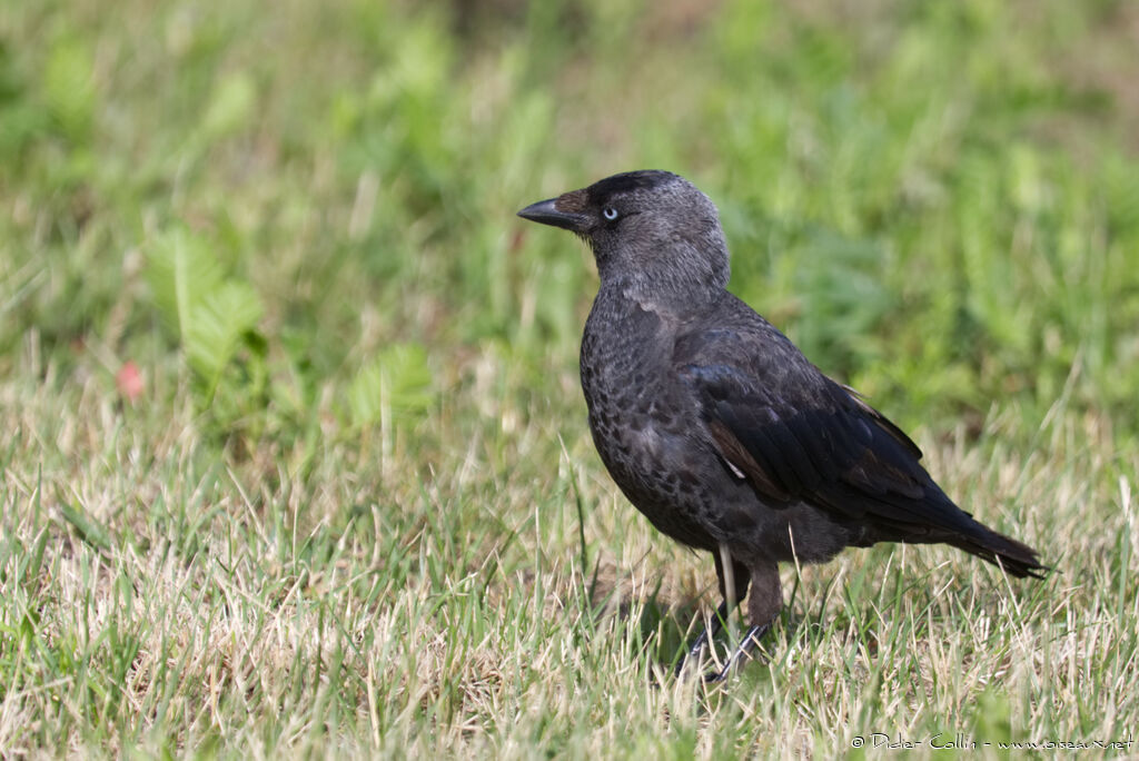 Western Jackdawadult, identification