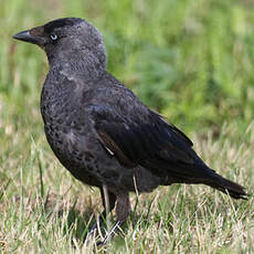 Western Jackdaw