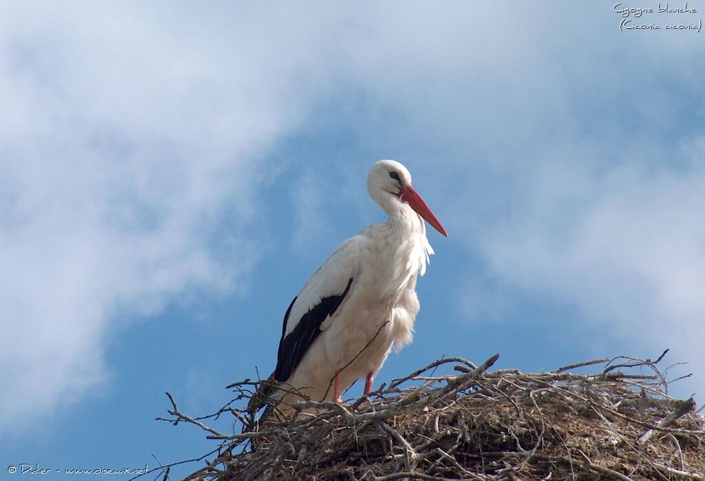 Cigogne blanche, identification