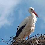 Cigogne blanche