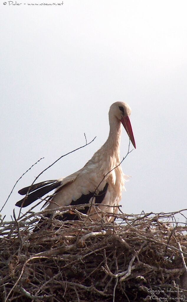 Cigogne blanche, identification