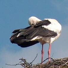 White Stork