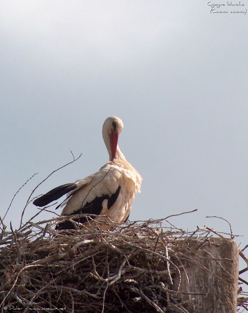 Cigogne blanche, identification