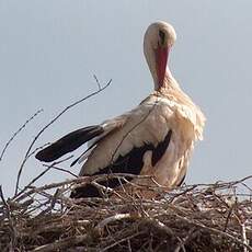 Cigogne blanche